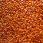 Lentil