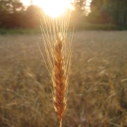 Wheats