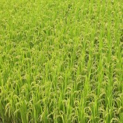 Buğday