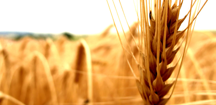 Anadolu Toprakları - bakliyat,un,makarna,maya,buğday,kuru maya,fasülye,pirinç,spagetti